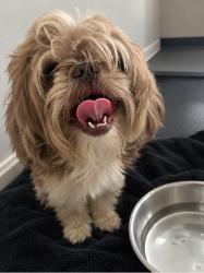 Reunited Male Dog last seen Moonrise River ln, Houston, TX 77429
