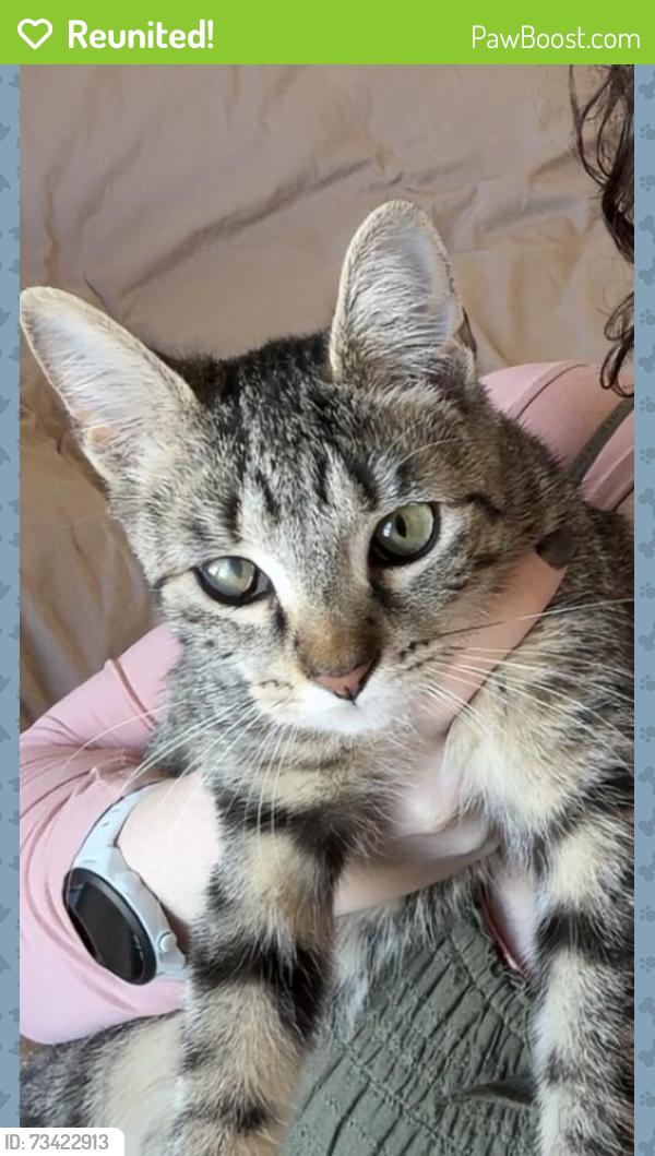 Reunited Female Cat last seen Boynton Street and South Street, Jamaica Plain, Boston, MA 02130