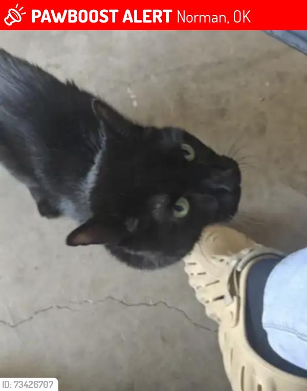 Lost Male Cat last seen Royal Bluff, Norman, OK 73069