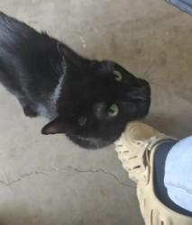 Lost Male Cat last seen Royal Bluff, Norman, OK 73069