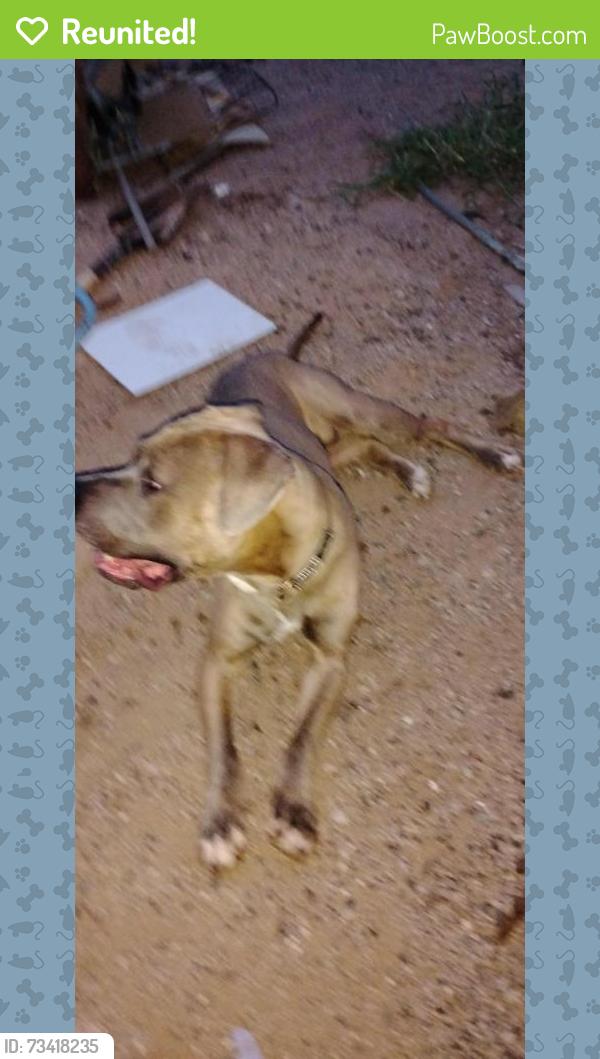 Reunited Male Dog last seen Apache trail and meridian, Sienna Estates, AZ 85208