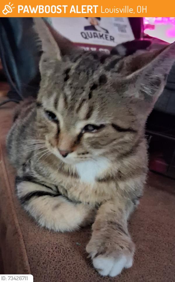 Found/Stray Unknown Cat last seen Main St close to Ermanno's Pizza, Louisville, OH 44641