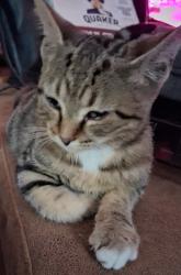 Found/Stray Unknown Cat last seen Main St close to Ermanno's Pizza, Louisville, OH 44641