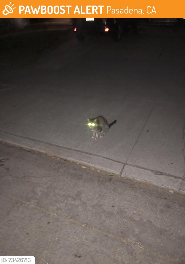 Found/Stray Unknown Cat last seen Colorado and Craig, Pasadena, CA 91107