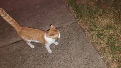 Found/Stray Male Cat last seen Inwood Park at Concord and Carolina Oaks, Houston, TX 77433