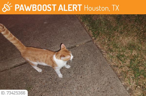 Found/Stray Male Cat last seen Inwood Park at Concord and Carolina Oaks, Houston, TX 77433