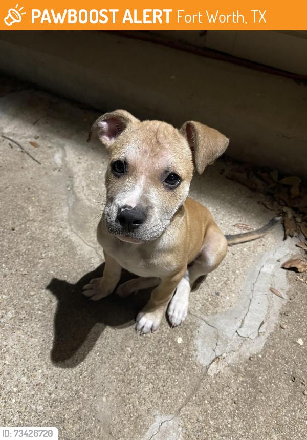Found/Stray Male Dog last seen Ashbury Drive and Winding Road, 76133, Fort Worth, TX 76133