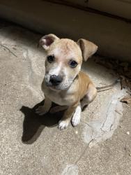Found/Stray Male Dog last seen Ashbury Drive and Winding Road, 76133, Fort Worth, TX 76133
