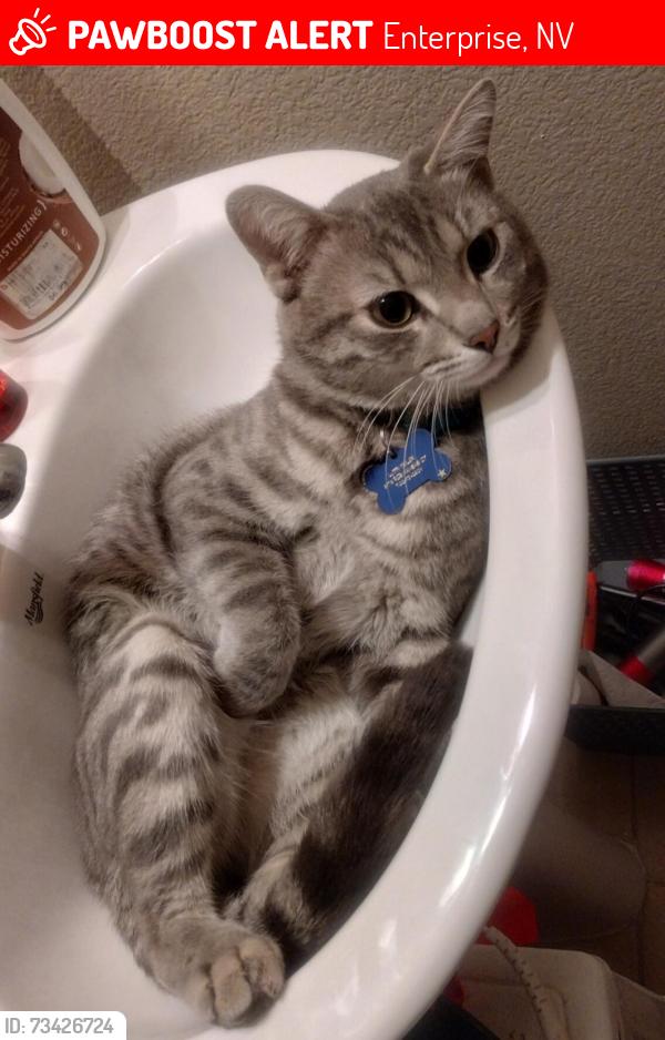 Lost Male Cat last seen Pebble and El Capitan, Enterprise, NV 89148