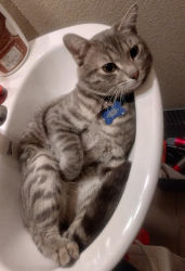 Lost Male Cat last seen Pebble and El Capitan, Enterprise, NV 89148