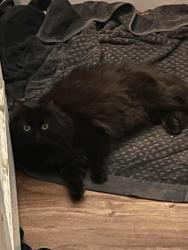 Lost Female Cat last seen Near N Proctor Knott Ave, Lebanon, KY 40033
