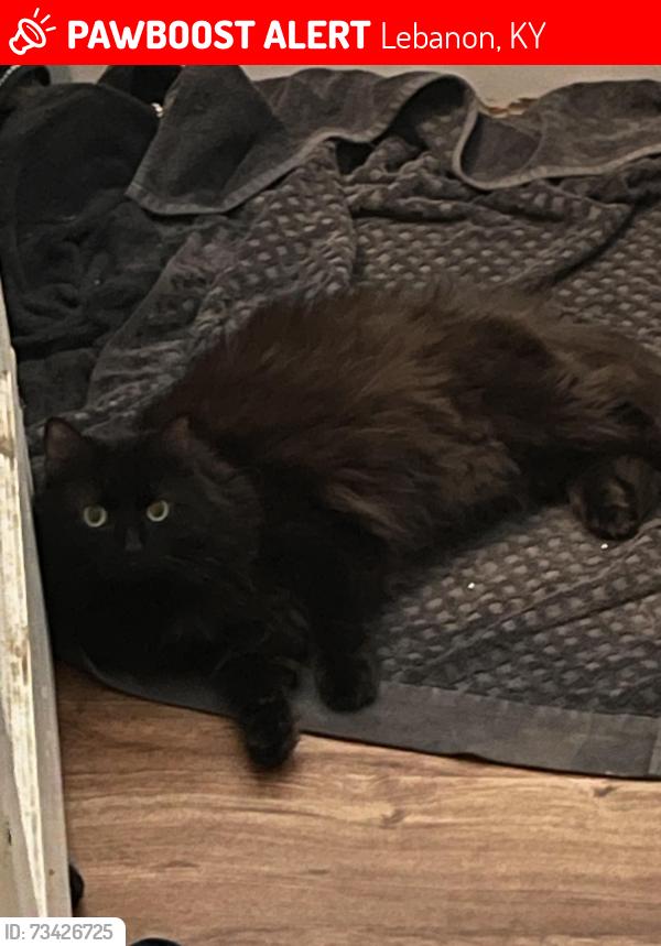 Lost Female Cat last seen Near N Proctor Knott Ave, Lebanon, KY 40033