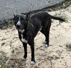 Found/Stray Male Dog last seen Dudley Ave and willis, Pensacola, FL 32534