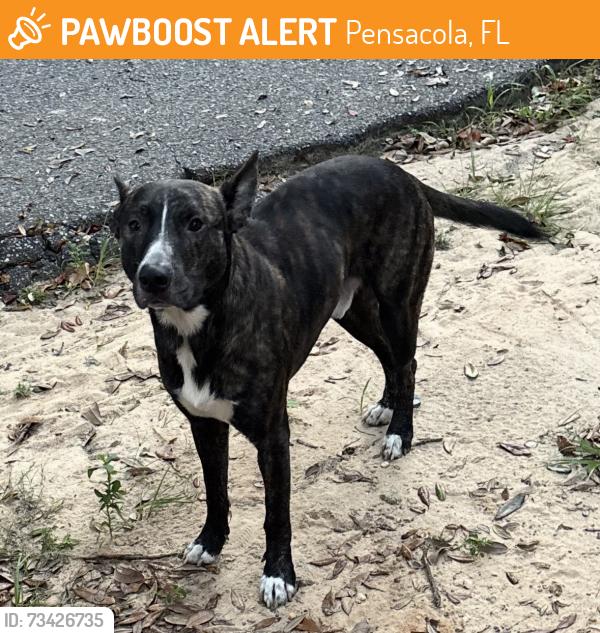 Found/Stray Male Dog last seen Dudley Ave and willis, Pensacola, FL 32534