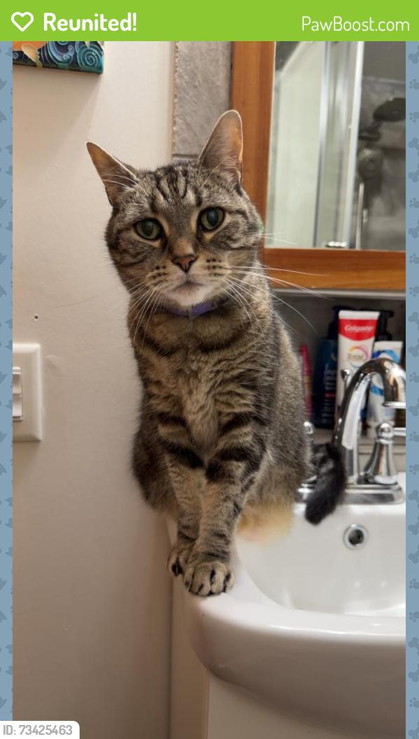 Reunited Female Cat last seen E 12th St & Jefferson, Lockport, IL 60441