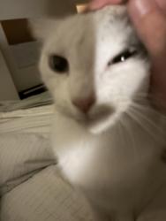 Reunited Male Cat last seen 2nd and Paloma, Long Beach, CA 90803