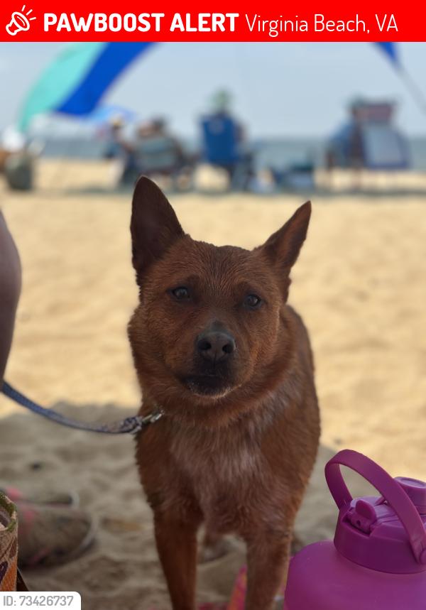Lost Male Dog last seen Chase Arbor apmts, Virginia Beach, VA 23462