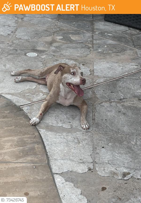 Found/Stray Male Dog last seen Sable oaks lane. Cypress, Houston, TX 77433