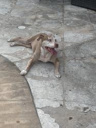 Found/Stray Male Dog last seen Sable oaks lane. Cypress, Houston, TX 77433