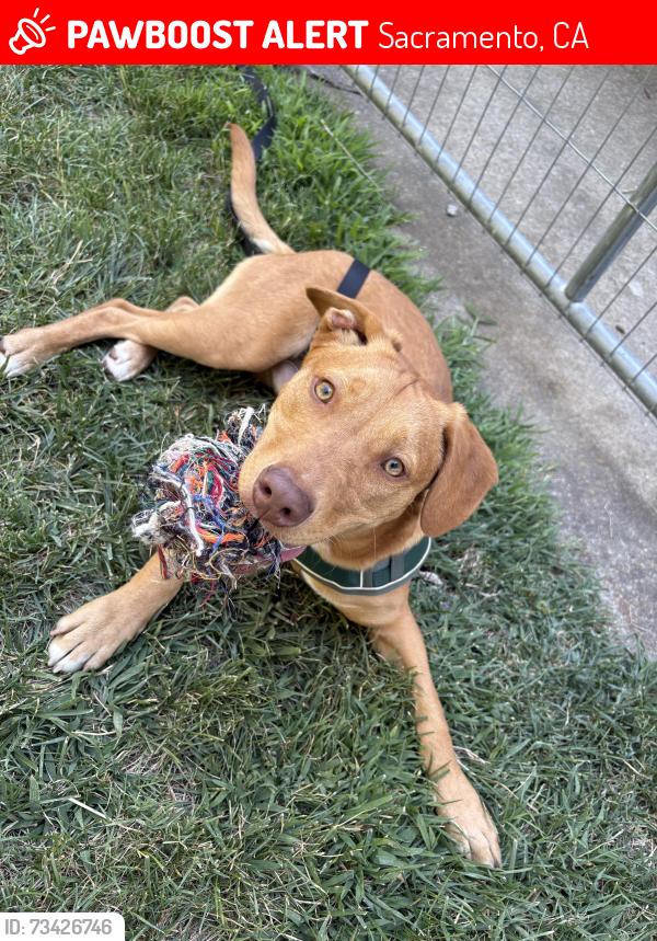 Lost Male Dog last seen San Juan rd and bandon rd sac cali, Sacramento, CA 95833