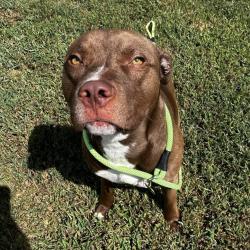 Shelter Stray Male Dog last seen , 328 Furman Hall Rd, Greenville, SC 29609, USA