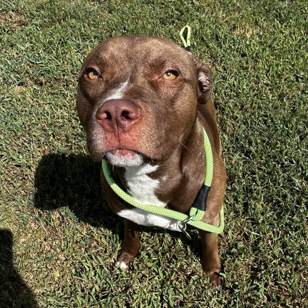 Shelter Stray Male Dog last seen , 328 Furman Hall Rd, Greenville, SC 29609, USA