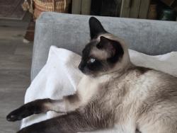 Lost Female Cat last seen Glenwood, Aliso Viejo, CA 92656
