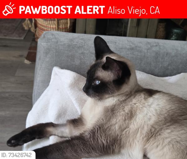 Lost Female Cat last seen Glenwood, Aliso Viejo, CA 92656
