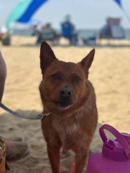 Reunited Male Dog last seen CHASE ARBOR apmts, Virginia Beach, VA 23462