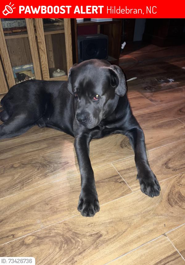 Lost Male Dog last seen Else Childers road, Hildebran, NC 28637