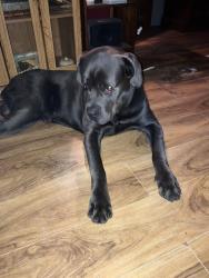Lost Male Dog last seen Else Childers road, Hildebran, NC 28637