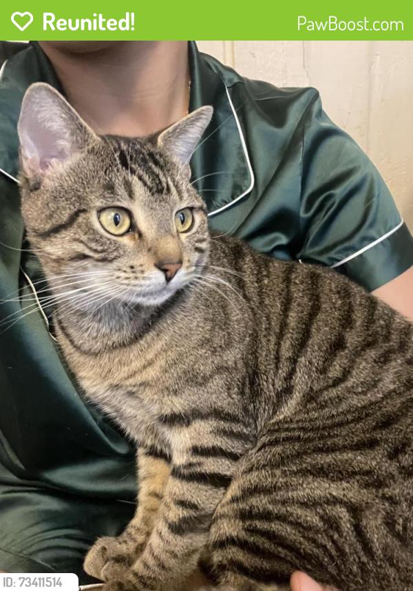 Reunited Male Cat last seen on howard ave between s lime st and n shippen st, Lancaster, PA 17602