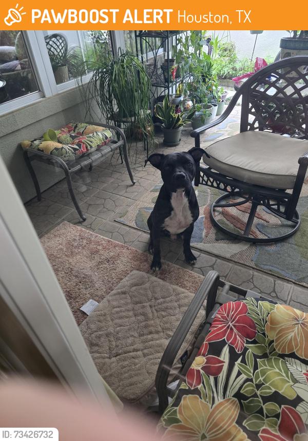Found/Stray Male Dog last seen Boone Rd Loop near Wilcrest, Houston, TX 77099