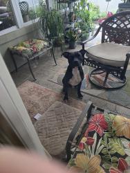 Found/Stray Male Dog last seen Boone Rd Loop near Wilcrest, Houston, TX 77099