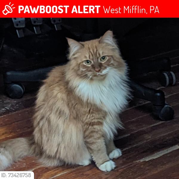 Lost Male Cat last seen Cherry and oak, West Mifflin, PA 15122