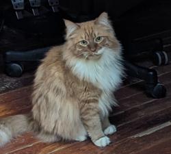 Lost Male Cat last seen Cherry and oak, West Mifflin, PA 15122