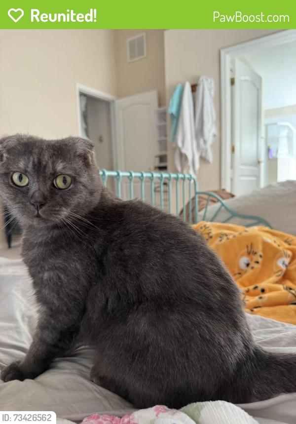 Reunited Male Cat last seen Citrus creek dr and spyglass, Melbourne, FL 32940