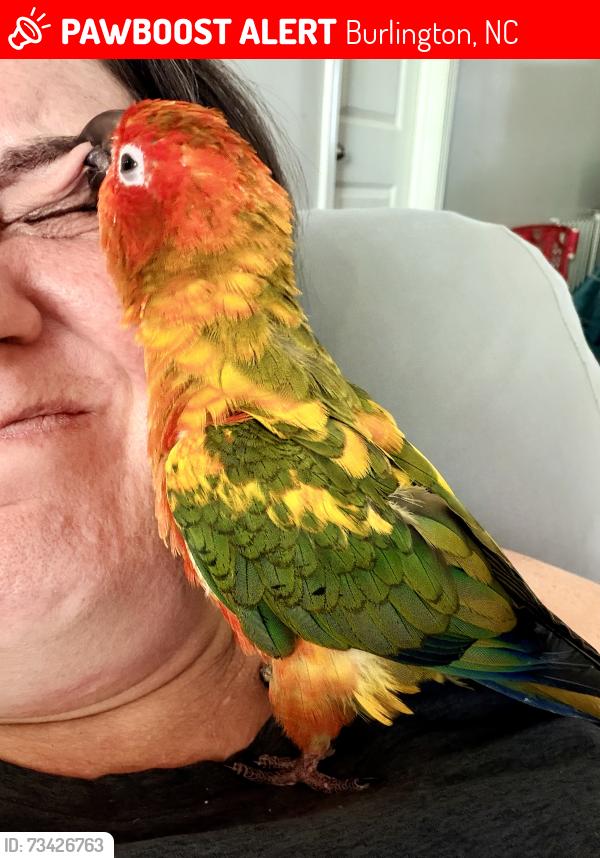 Lost Male Bird last seen Mackintosh on the Lake neighborhood, Burlington, NC 27215