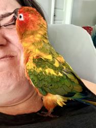 Lost Male Bird last seen Mackintosh on the Lake neighborhood, Burlington, NC 27215