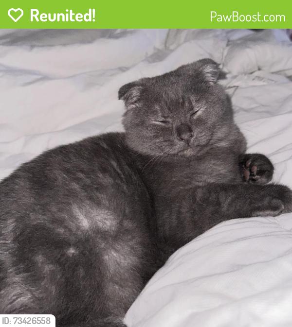 Reunited Male Cat last seen Near citrus creek dr, Brevard County, FL 32940