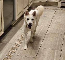 Reunited Female Dog last seen Swinks and Georgetown pike, McLean, VA 22102