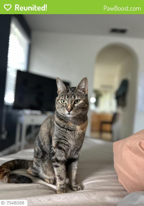 Reunited Female Cat last seen Bayless Way, Sacramento, CA 95835, USA, Sacramento, CA 95835