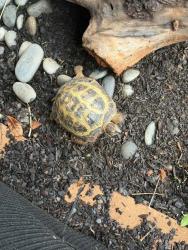 Lost Male Reptile last seen Acworth industrial rd, Acworth, GA 30101