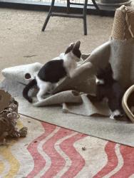 Found/Stray Unknown Cat last seen Woodland West, Arlington, TX 76013