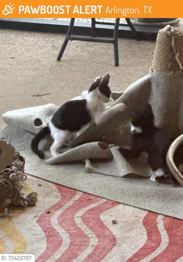 Found/Stray Unknown Cat last seen Woodland West, Arlington, TX 76013