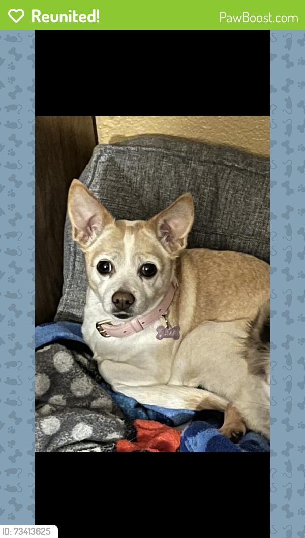 Reunited Female Dog last seen Evergreen Cemetery by 68th Avenue, Oakland, CA 94605
