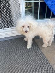 Reunited Male Dog last seen Mabury rd and mayglen way, San Jose, CA 95133