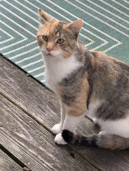 Found/Stray Female Cat last seen Maxim Glen, Hopatcong, NJ 07843