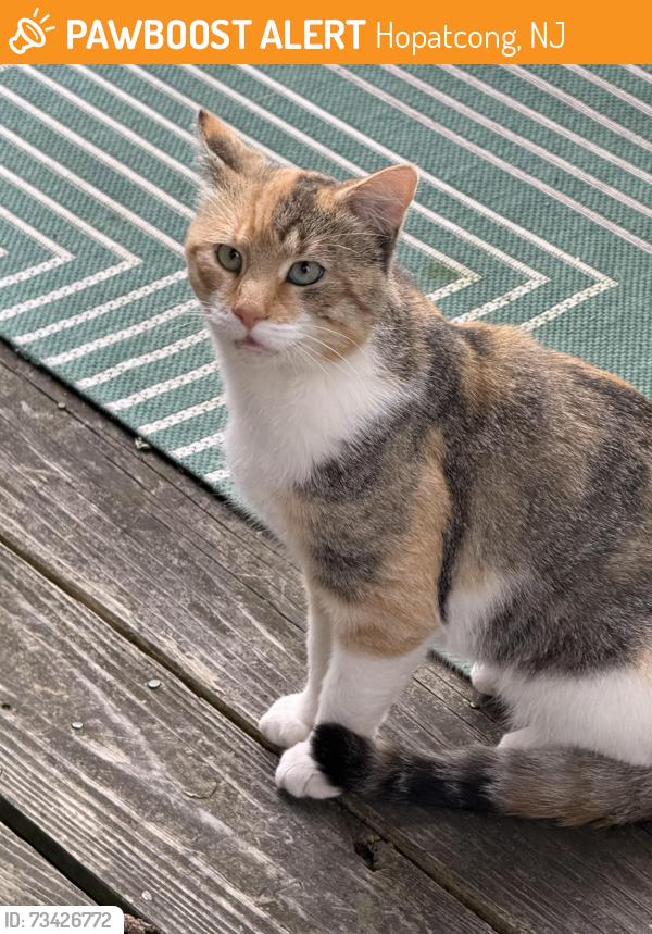 Found/Stray Female Cat last seen Maxim Glen, Hopatcong, NJ 07843