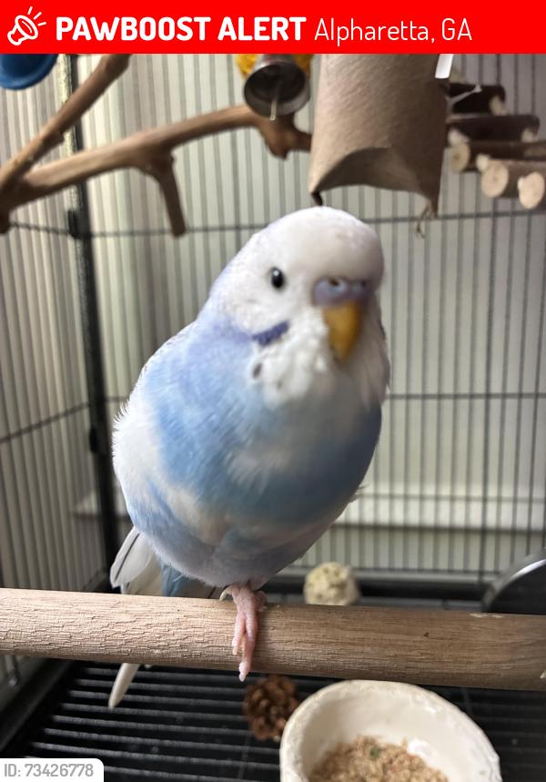 Lost Male Bird last seen Abbotts bridge road, near Ocee, Alpharetta, GA 30005